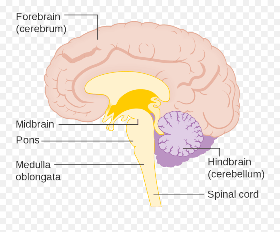 The Pons Facts Position In Brain Summary U0026 Function - Forebrain Midbrain Hindbrain Emoji,The Area Of The Brain Where Your Emotions Live