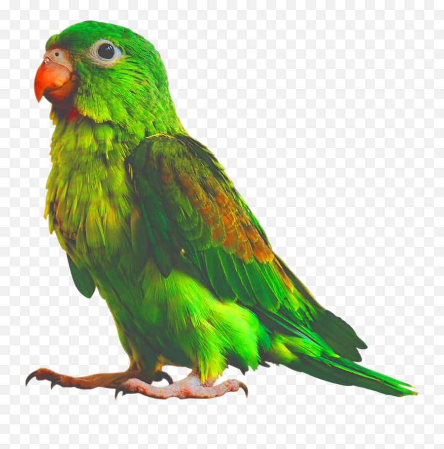 King Fisher - Parrots Emoji,Parrot Emoji