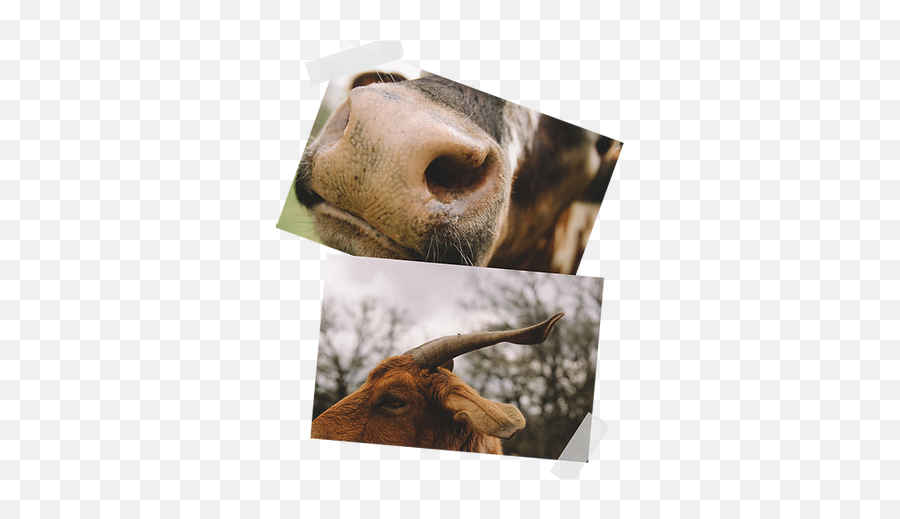 Meet The Animals Afs - Photographic Paper Emoji,Horns Down Emoji