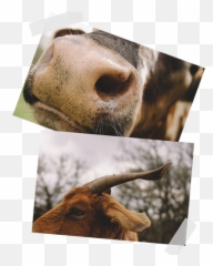 Meet The Animals Afs - Photographic Paper Emoji,Horns Down Emoji