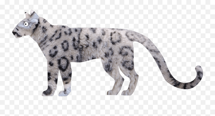 Snow Leopard - Panthera Uncia See Them At Marwell Zoo Uk Emoji,Small Leopard Emoji