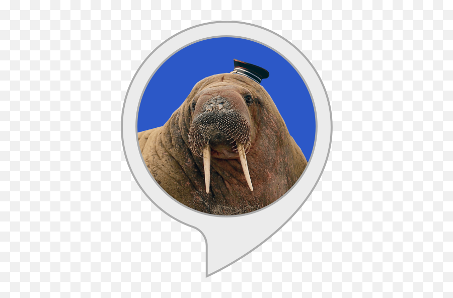 Amazoncom Mr Bristles Alexa Skills - Walrus Emoji,Walrus Emoticon