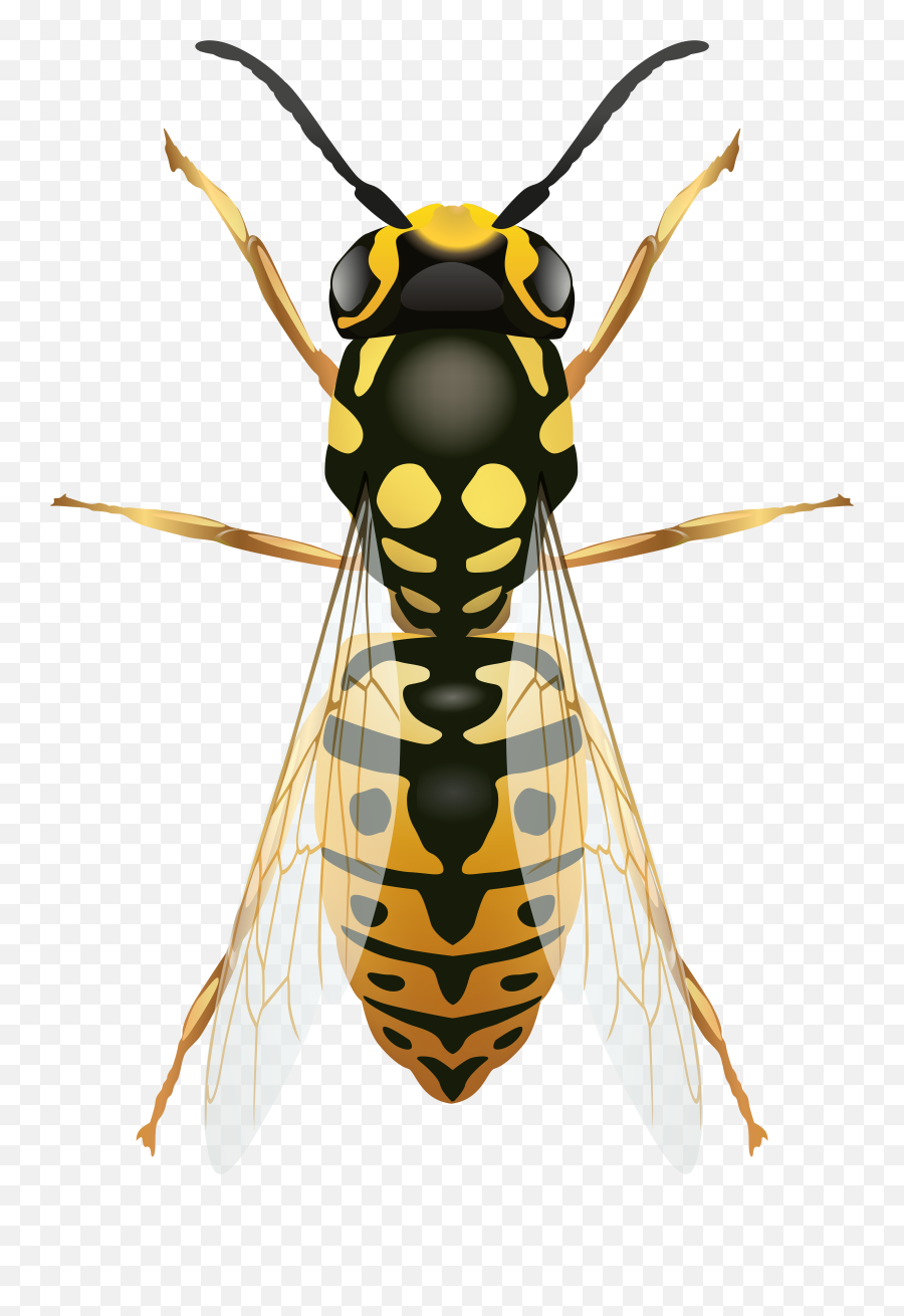 Wasp Insect Emoji,Hornet Emoji