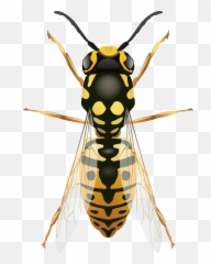 Wasp Insect Emoji,Hornet Emoji