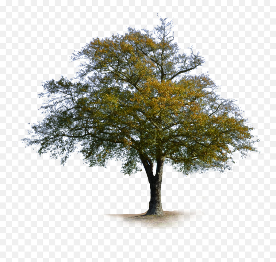 Deciduous Tree Png - Deciduous Tree Png Tree Stock Photo Tree Emoji,Dead Tree Emoji