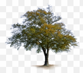 Deciduous Tree Png - Deciduous Tree Png Tree Stock Photo Tree Emoji,Dead Tree Emoji