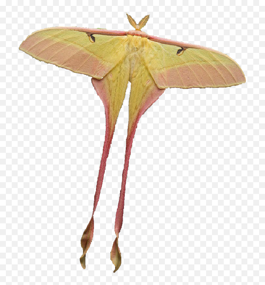 Moths Png - Transparent Luna Moth Png Emoji,Can Luna Moths Feel Emotions