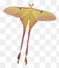 Moths Png - Transparent Luna Moth Png Emoji,Can Luna Moths Feel Emotions