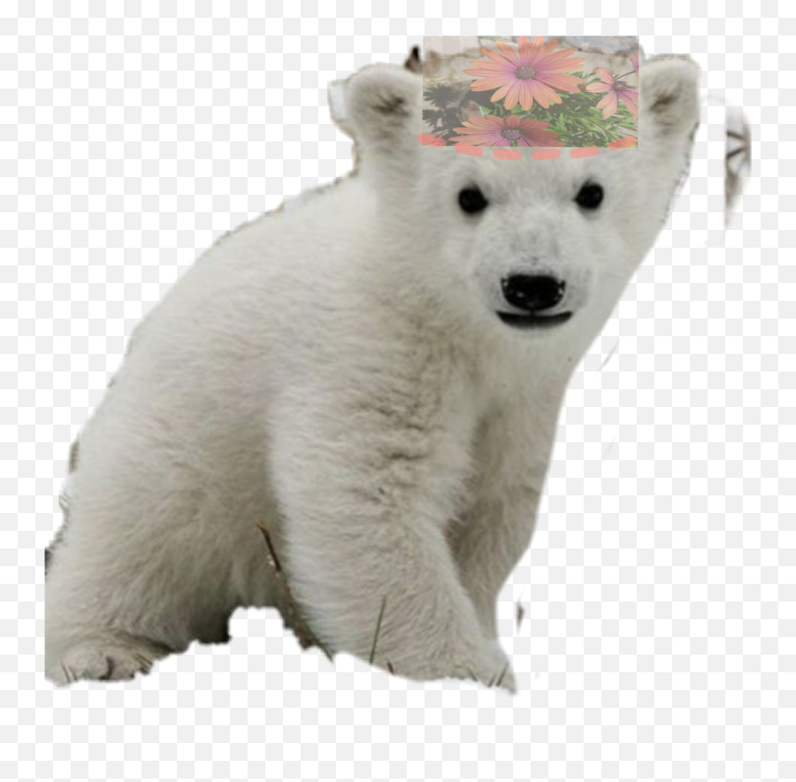 Baby Polar Bear W Sticker By Bel Mckee - Polar Bear Emoji,Polar Bear Emojis