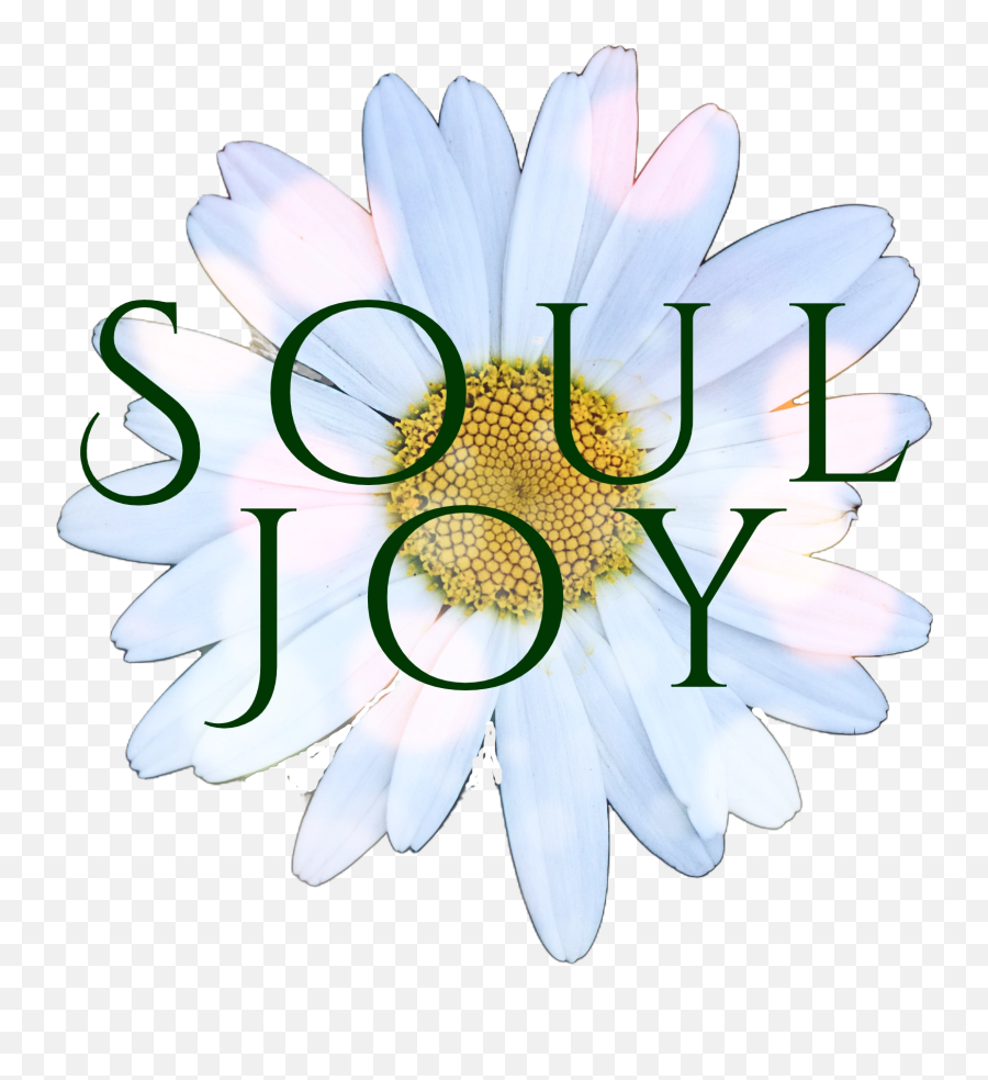 Spiritual Wellness - Daisy Flower Emoji,Chamomiles Feel Emotions