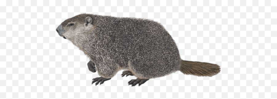 Groundhog Transparent Png - Woodchuck Groundhogs Emoji,Ground Hog Woodchuck Emojis