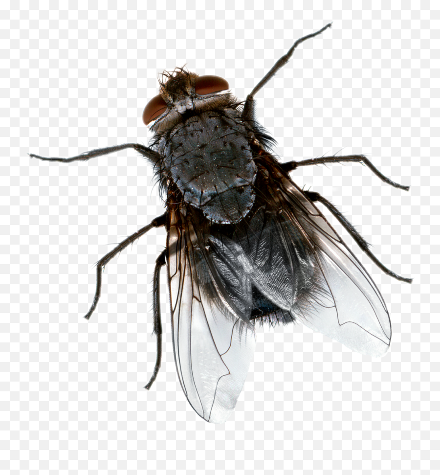 The Most Edited - Fly Top View Emoji,Housefly Emoticon