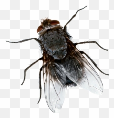 The Most Edited - Fly Top View Emoji,Housefly Emoticon