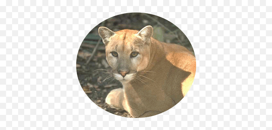 Blog Postings For 2013 - Florida Panthers Emoji,Panther Animal Emotion