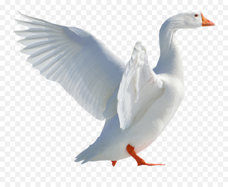 15 Transparent Duck Png Full Hd Png Download 2021 - Duck Png Emoji,Duck Emoji No Background