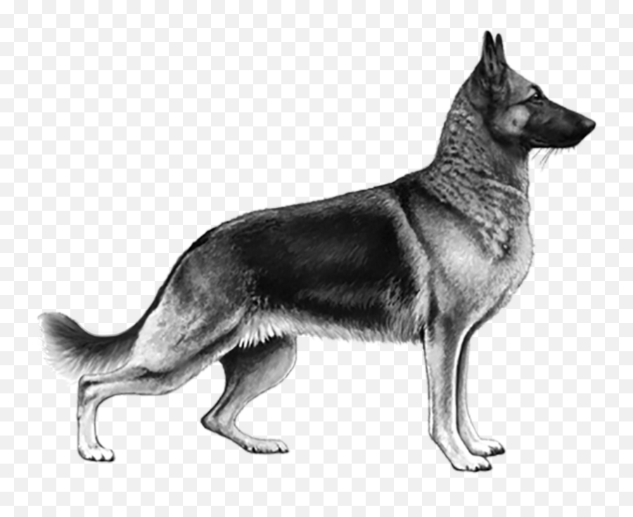 Drawing German Shepherd Full Body Png - Pedigree German Shepherd Emoji,German Shepherd Dog Barking Emoticon