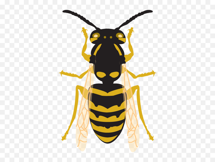 Bee Png Transparent - Mariposa Abeja Mariquita Emoji,Hi Res Bee Emojis