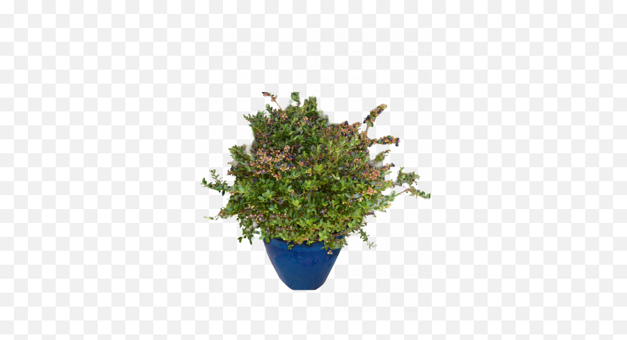 Home - Manzanitas Emoji,Abelia 'sweet Emotion'