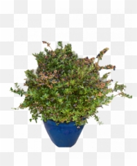 Home - Manzanitas Emoji,Abelia 'sweet Emotion'