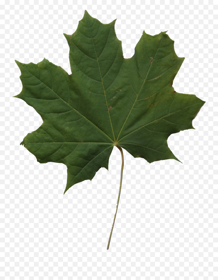 Leaf Texture Png Clipart - Full Size Clipart 29091 Emoji,Brown Leaf Emojis Png