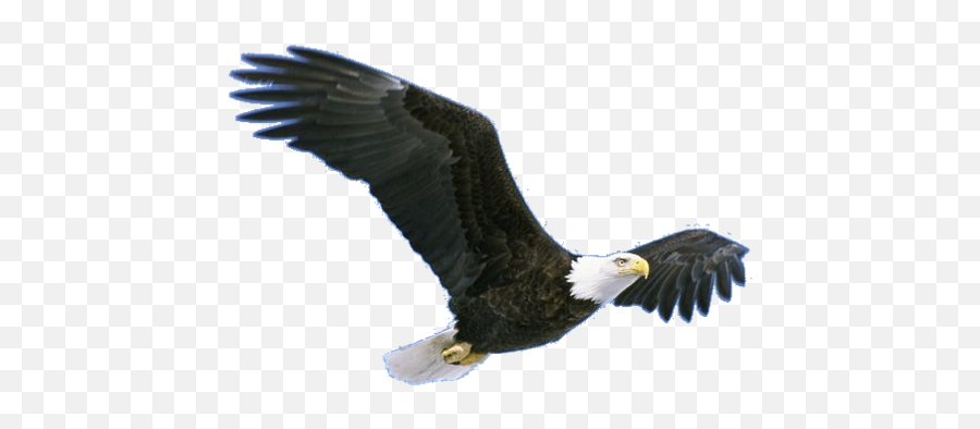 Flying Eagle Png Pic Png Mart Emoji,Soaring High Emoji