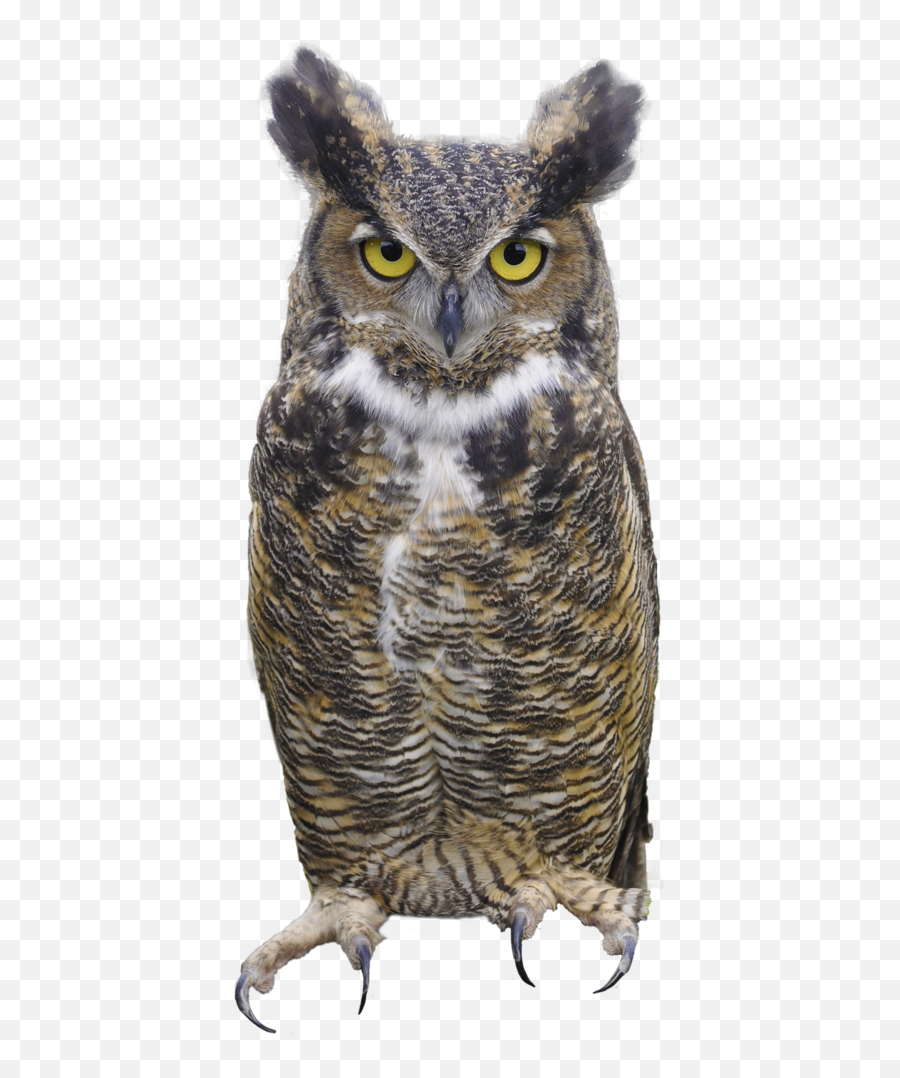 Owl Png On Download - High Quality Image For Free Here Emoji,Owl Emoji