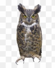 Owl Png On Download - High Quality Image For Free Here Emoji,Owl Emoji
