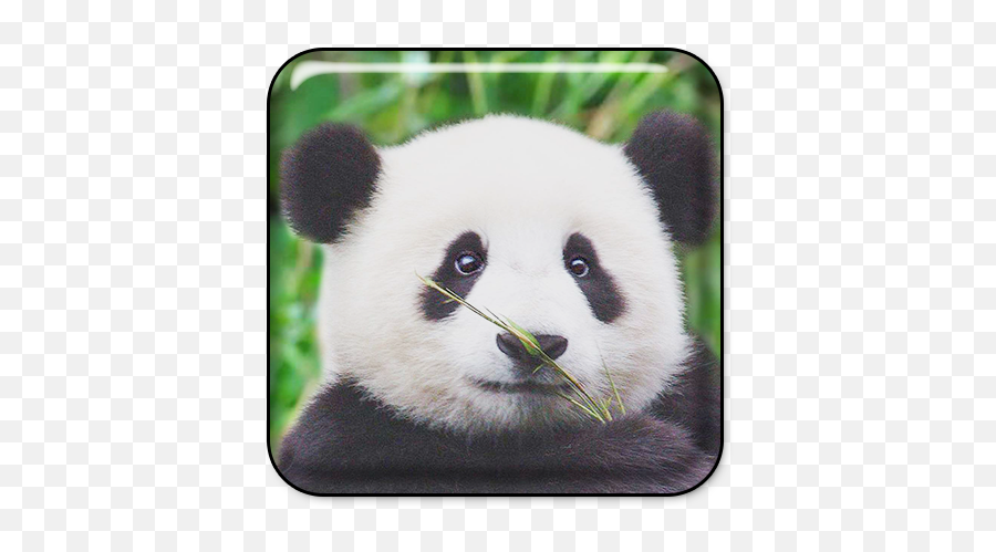 Amazoncom Cute Lazy Panda 3d Cartoon Live Wallpaper Emoji,Lazy Emoji