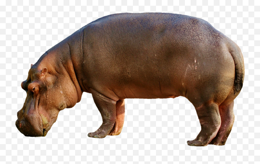 300 Free Hippopotamus Pictures And Images In Hd - Pixabay Transparent Background Hippo Png Emoji,Emotions In Zoo Animals