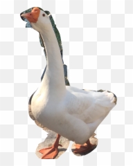The Most Edited - Western Emoji,Stupid Duck Emoji