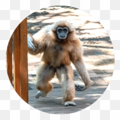 Furry - Macaque Emoji,Emotion Pets Playful Monkeys