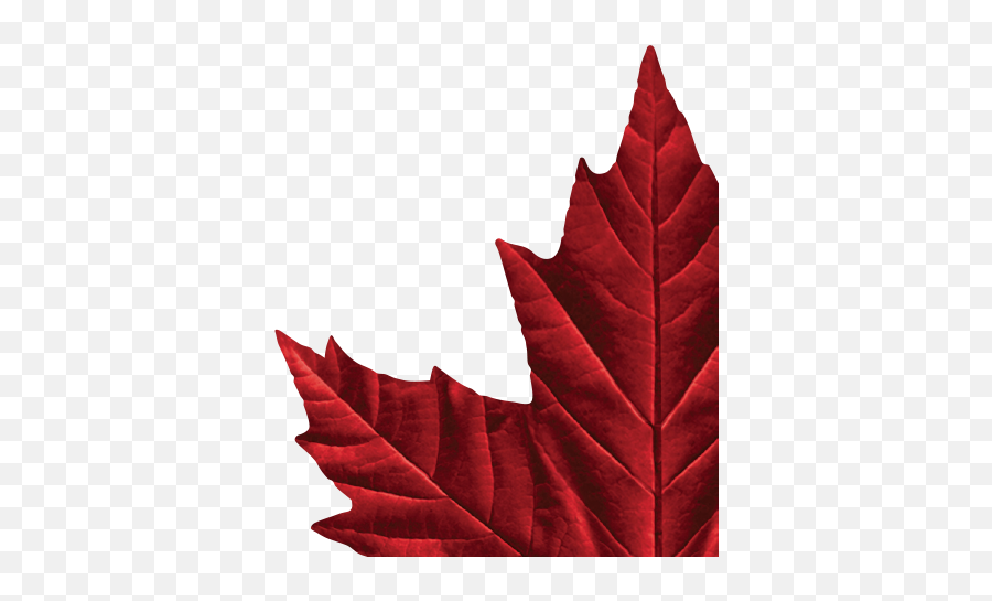 Molson Canadian Maple Leaf Logos - Vector Molson Canadian Logo Emoji,Canadian Emoji