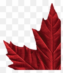 Molson Canadian Maple Leaf Logos - Vector Molson Canadian Logo Emoji,Canadian Emoji