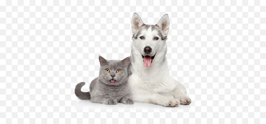 Emotional Support Dog Registration - Dog And Cat Pictures White Background Emoji,Cats Vs Dogs Emotion
