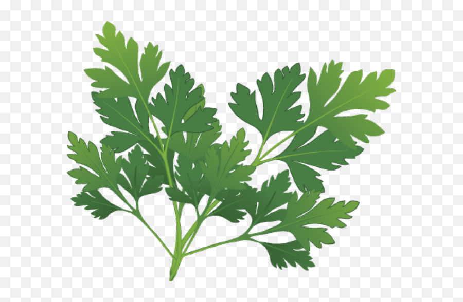 Plant Clipart Herb Plant Herb Transparent Free For Download - Parsley Clipart Png Emoji,Herb Emoji