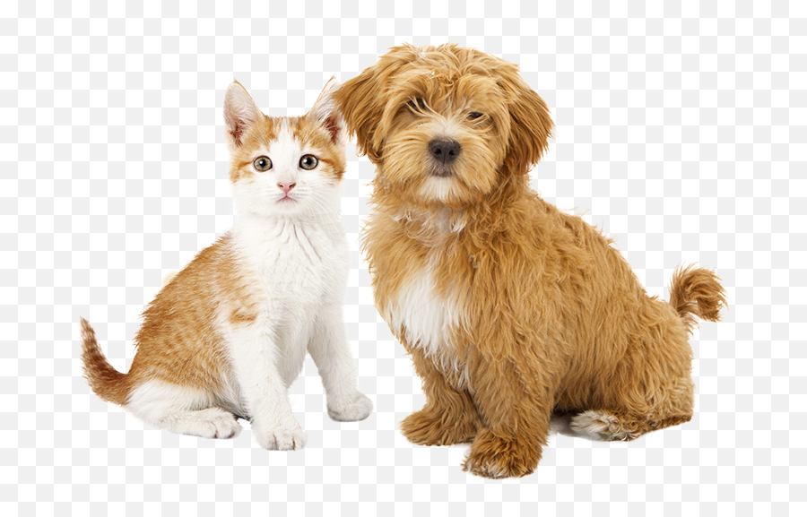 Cat And Dog Cats Dog Photography Dog Mom - Pet Animals In Uae Emoji,What Emotions Do Dogs Have