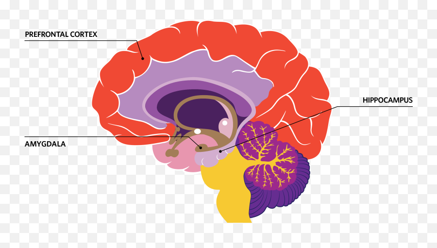 How Social Isolation Affects The Brain The Scientist Magazine - Brain Amygdala Hippocampus Prefrontal Cortex Emoji,Emotion Brain