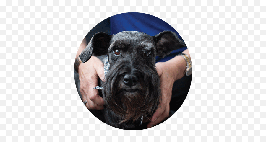 Open House - Bucks County Spca Vulnerable Native Breeds Emoji,Terrier Dog Emoji Png