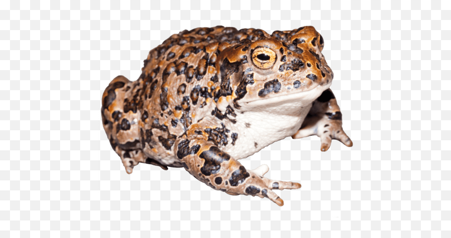 Publications - Yosemite Toad Emoji,Spadefoot Toad Emotion