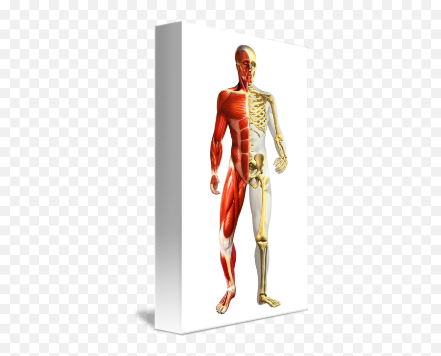 Anatomy Of Male Body With Half Skeleton And Half M By Stocktrek Images - Half Skeleton Half Muscle Emoji,Emojis Posters