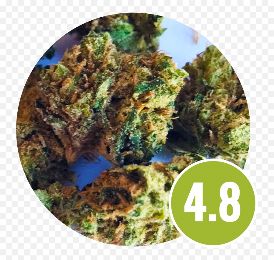 Strain Review U2013 Chongu0027s Choice Cannabis 3 Strain Review Emoji,Tommy Chongs Smoke Emojis