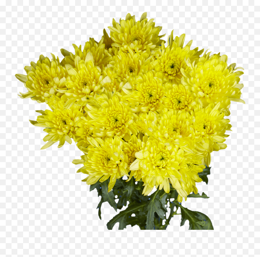 Yellow Cushion Pom Poms Fresh Cut Flowers - Yellow Fresh Cut Flowers Emoji,Emotions Pom Pom Balls