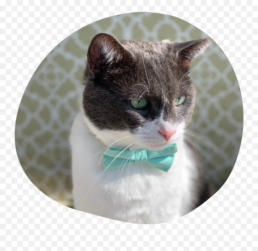 Cool Unique Gifts For Dogs Cats And Humans U2013 Pawsitive Vibes - Collar Emoji,Grey Cat Emoticons For Facebook