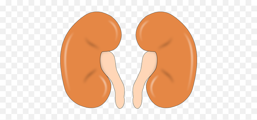 Pinkvilla - 2 Kidney Emoji,Emoticons 