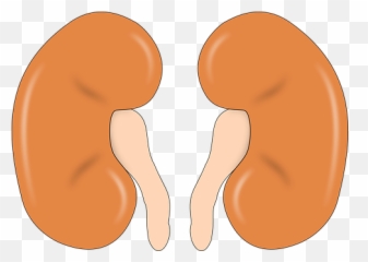 Pinkvilla - 2 Kidney Emoji,Emoticons 