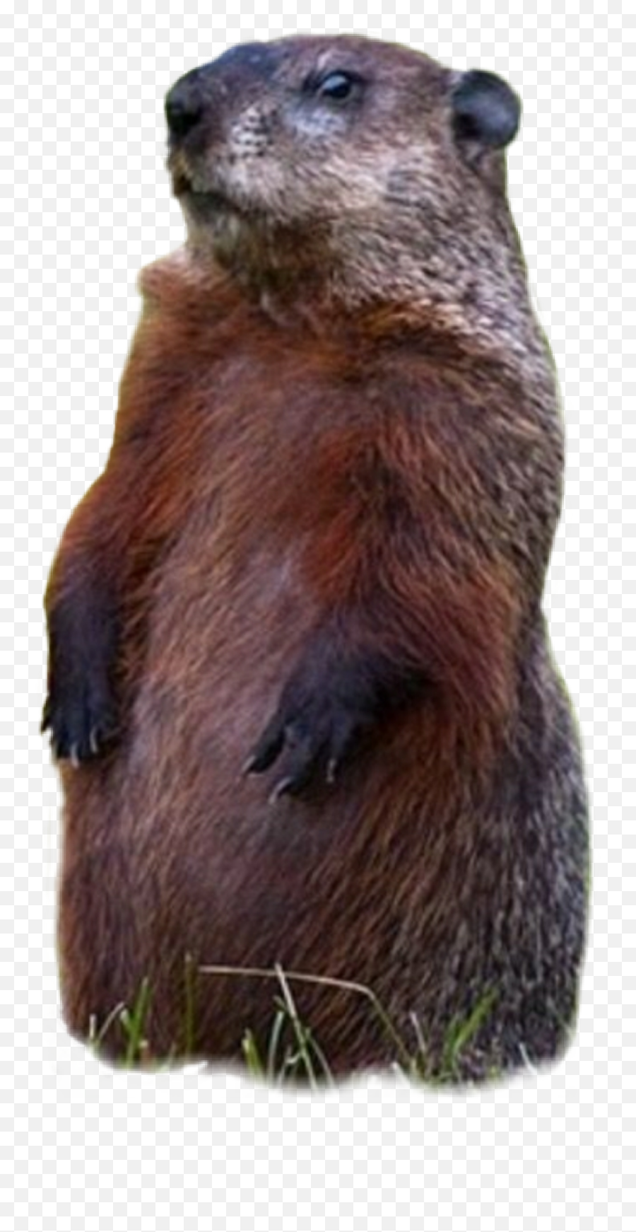 Groundhog Sticker - Groundhog Day Emoji,Ground Hog Woodchuck Emojis