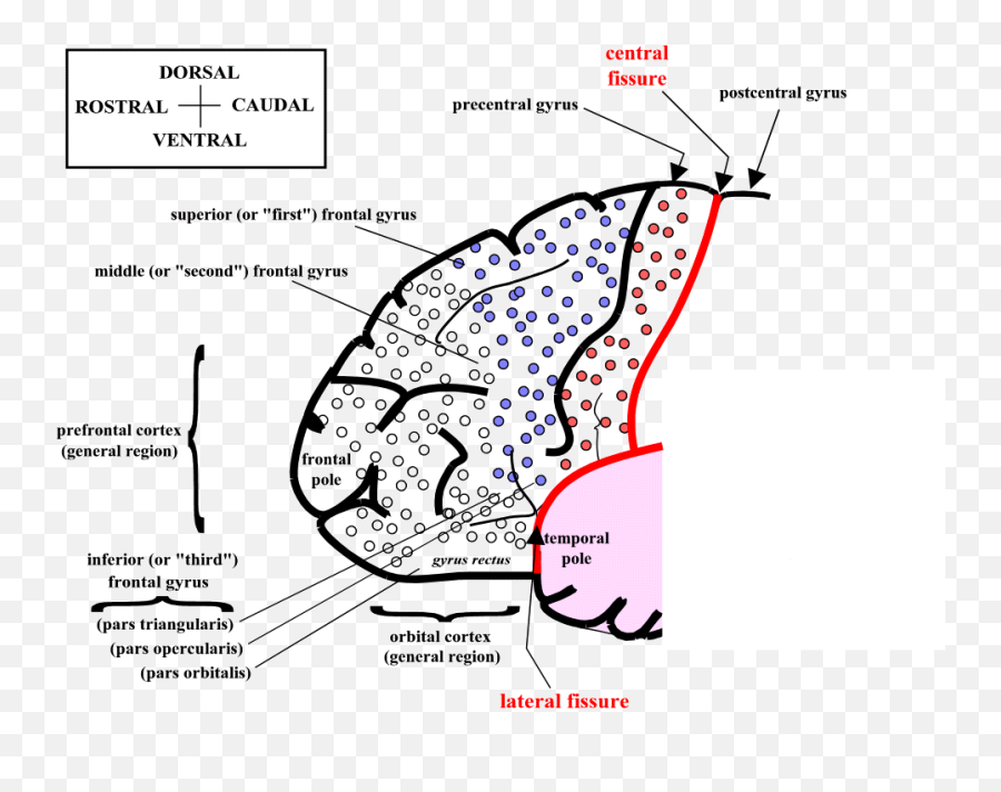 Frontal - Lobesyndrome Dot Emoji,Seven Of Nine Emotion Cortical Implant