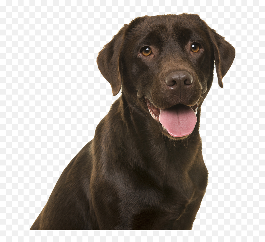 Get Your Legitimate Esa Letter Online - Martingale Emoji,Experiencing Positive Emotions Professional And Year?trackid=sp-006 Get Your Legitimate Esa Letter Online - Martingale Emoji,Experiencing Positive Emotions Professional And Year?trackid=sp-006