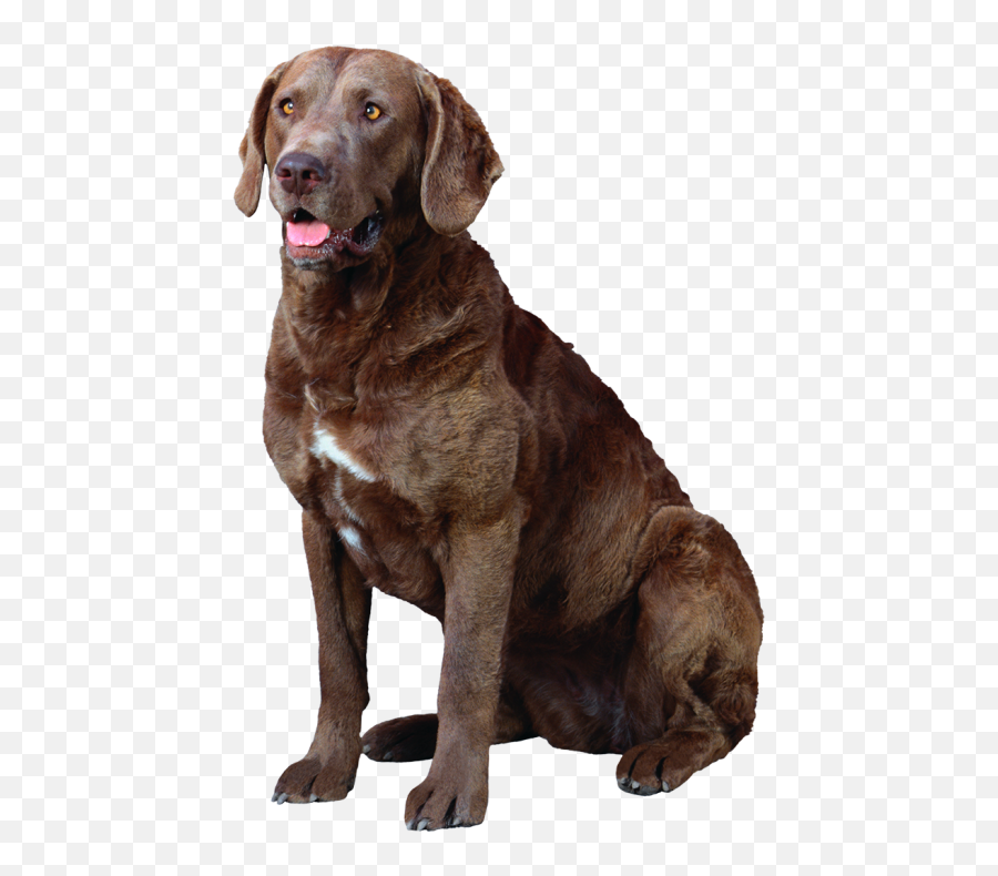 Black Labrador Retriever Dog Png - Chesapeake Bay Retriever Png Emoji,Emoji Puppy Chocolate Lab