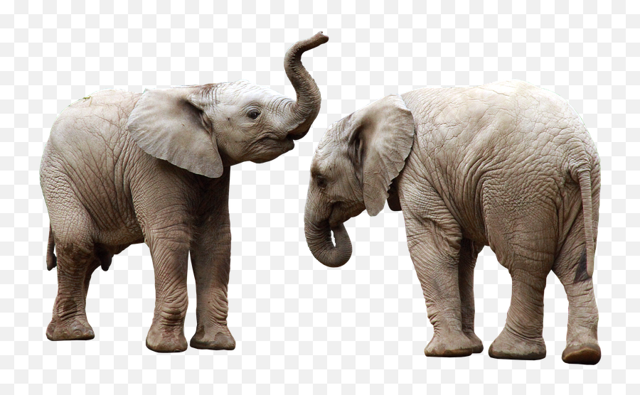 Large Animals Elephants Animals - Imagem De Animais Grandes Emoji,Elephant Share Emotions With Human